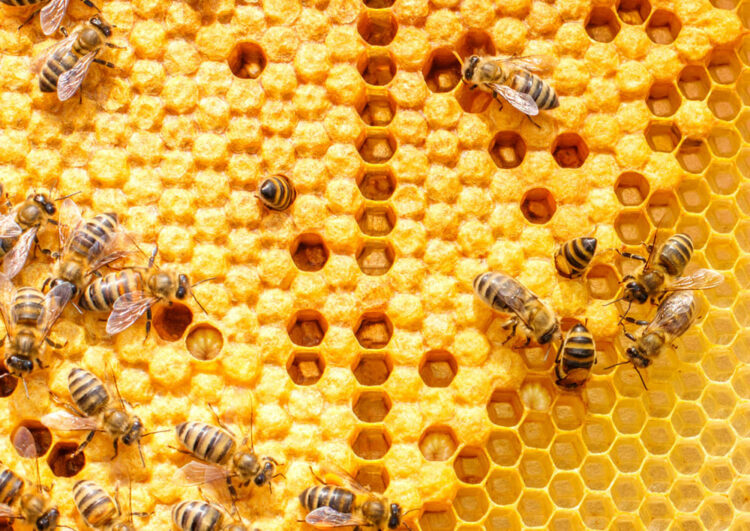 Медовий Спас 2023: як вибрати правильний мед до свята - поради