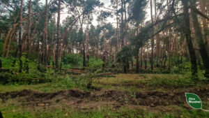 У Дніпропетровській області ліквідують наслідки вітролому у лісах (Фото)
