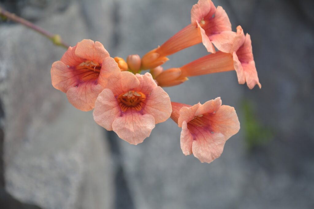 25 вересня – день Єфросинії Олександрійської та святого Пафнутія: прикмети та заборони дня 25 вересня – день Єфросинії Олександрійської та святого Пафнутія: прикмети та заборони дня