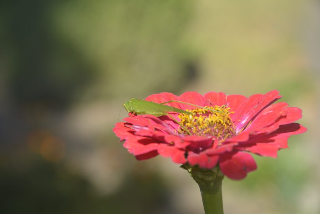 27 вересня – день преподобного Ігнатія: прикмети та заборони дня 27 вересня – день преподобного Ігнатія: прикмети та заборони дня