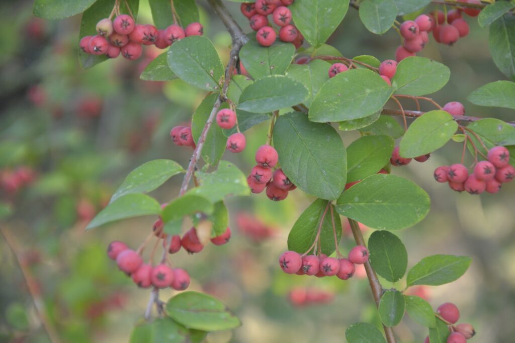 22 вересня – день пророка Іони: прикмети та заборони дня 22 вересня – день пророка Іони: прикмети та заборони дня