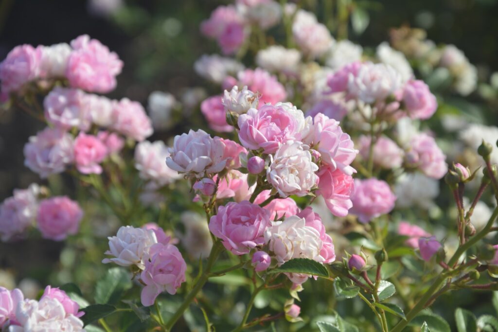 21 вересня — день Кодрата, Іпатія та Андрія: прикмети та заборони дня 21 вересня — день Кодрата, Іпатія та Андрія: прикмети та заборони дня