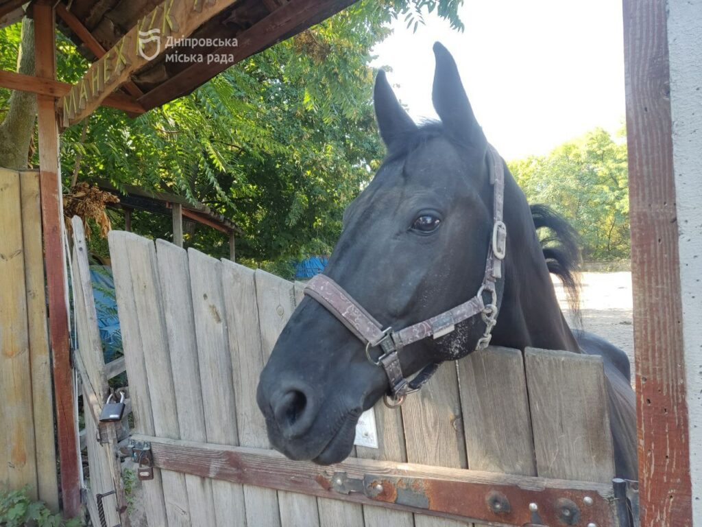 Кінно-спортивний клуб складував гній у парку Зелений Гай - Дніпро Регіон