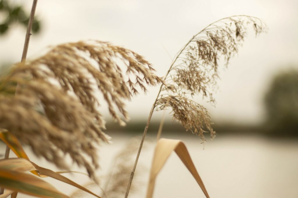 16 жовтня – день преподобного Лонгина: прикмети та заборони дня 16 жовтня – день преподобного Лонгина: прикмети та заборони дня