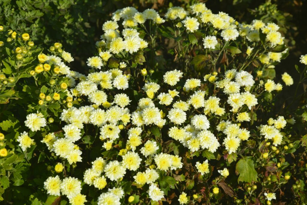 17 жовтня – день перенесення мощей праведного Лазаря Чотириденного: прикмети та заборони дня 17 жовтня – день перенесення мощей праведного Лазаря Чотириденного: прикмети та заборони дня