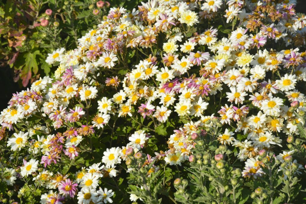 14 жовтня – день преподобної Параскеви Сербської: прикмети та заборони дня 14 жовтня – день преподобної Параскеви Сербської: прикмети та заборони дня