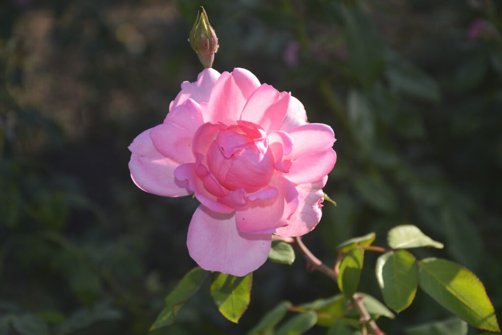 3 жовтня – день святого Діонісія Печерського: прикмети та заборони дня