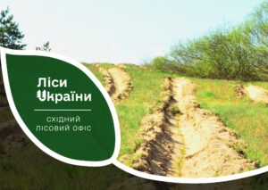 Восени Дніпропетровській і Запорізькій областях висадять понад 10 млн нових насаджень