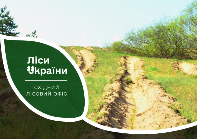 Висадять понад 10 млн нових насаджень лісу - Дніпро Регіон