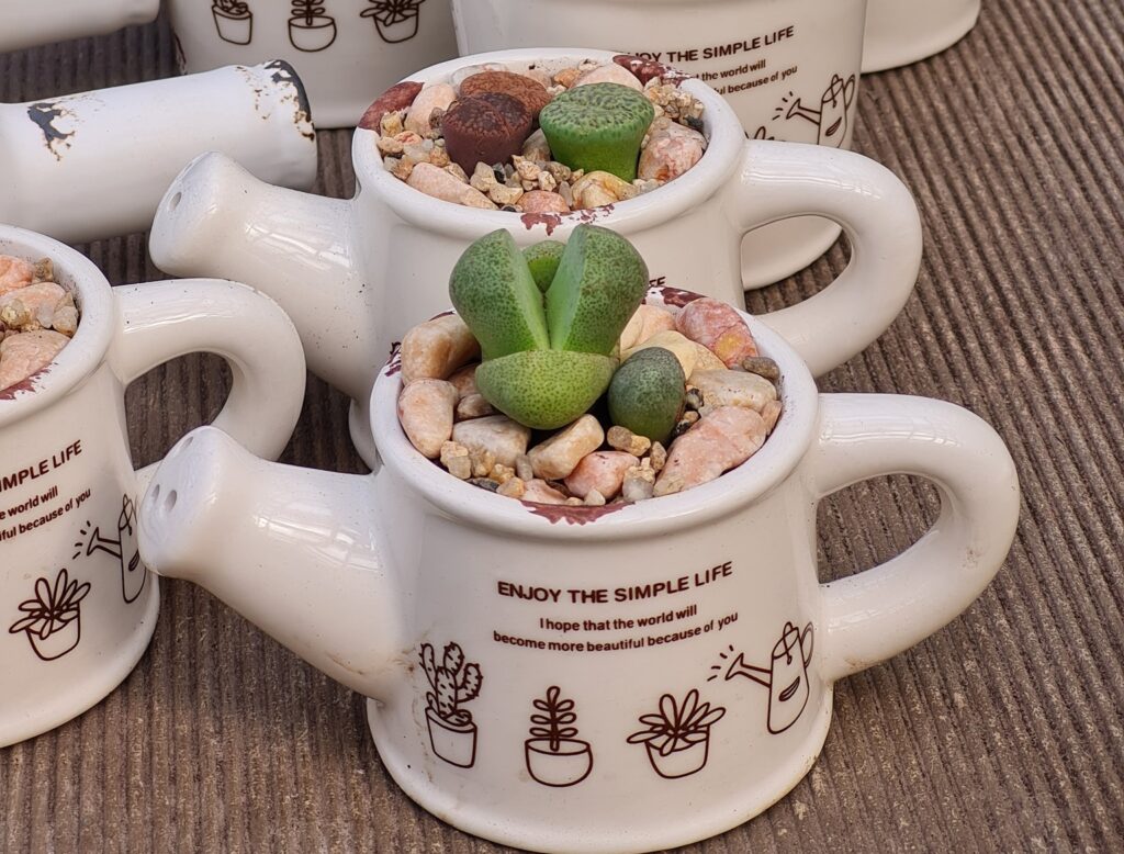 Квест, фотозони, екскурсії, прогулянки в оранжереї: у Дніпрі ботанічний сад запрошує на день народження