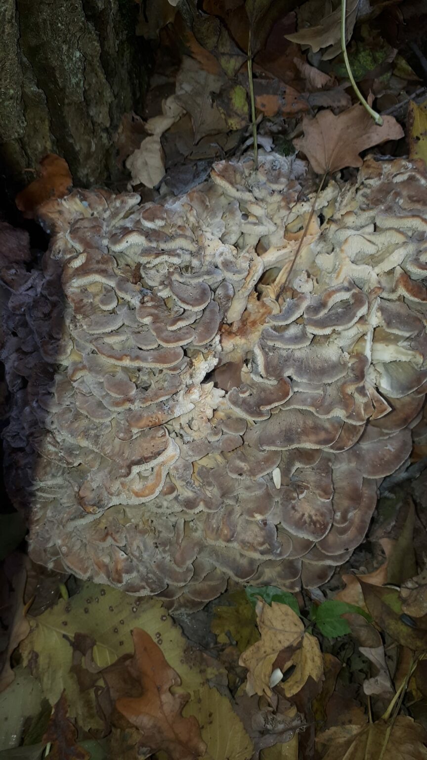 Гриб - баран: на Дніпропетровщині знайшли червонокнижну грифолу кучерявеньку