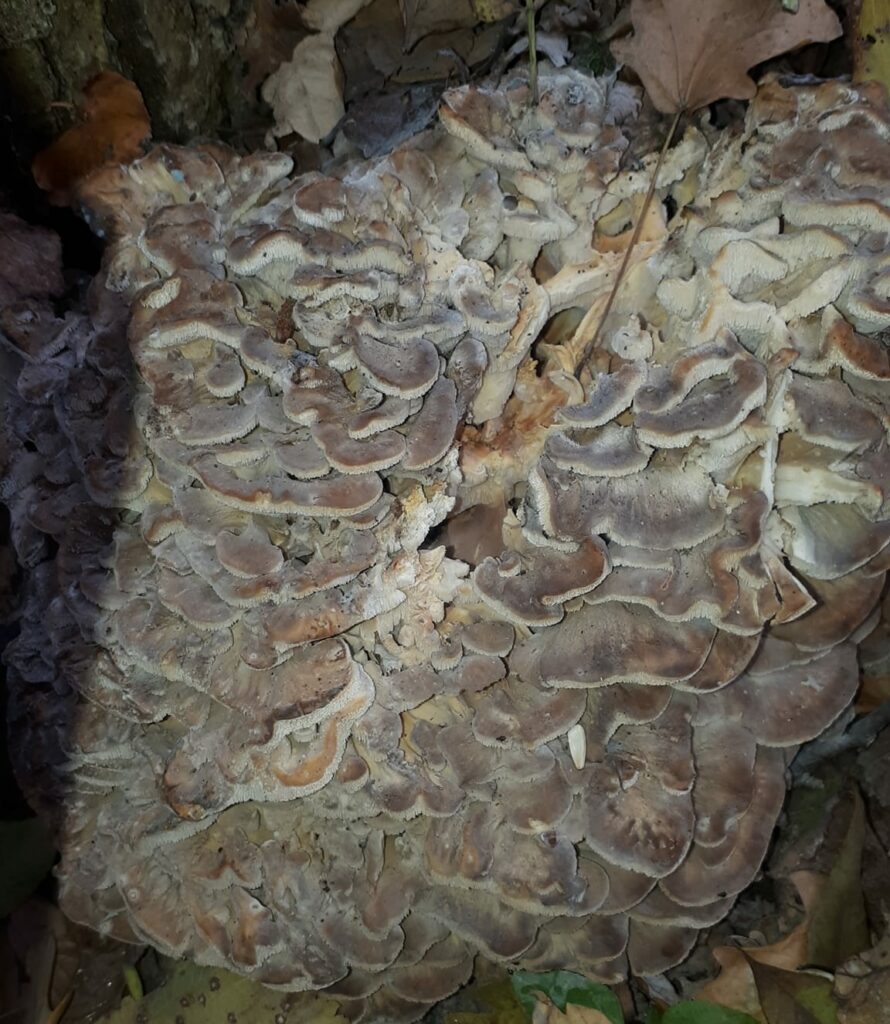 Гриб – баран: на Дніпропетровщині знайшли червонокнижну грифолу кучерявеньку Гриб - баран: на Дніпропетровщині знайшли червонокнижну грифолу кучерявеньку