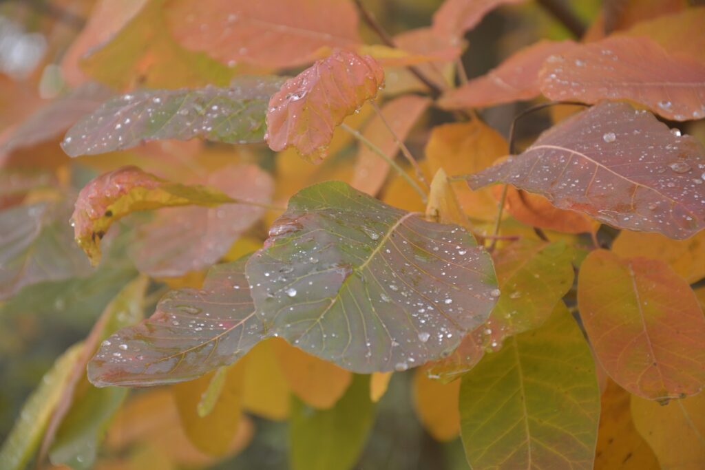 31 жовтня – день святих Спиридона і Никифора: прикмети та заборони дня 15 листопада – день преподобного Паїсія Величковського: прикмети та заборони дня