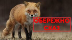 Це вже епідемія: на Дніпропетровщині понад три тисячі людей покусали скажені тварини