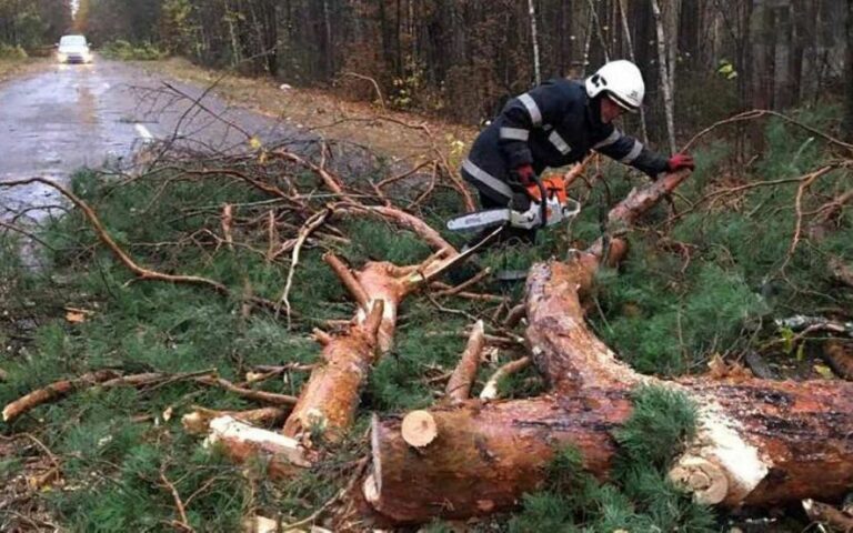 Дерево вбило чоловіка у власному дворі - Дніпро Регіон