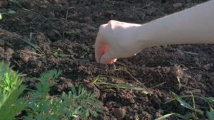 Що можна посадити на городі у жовтні