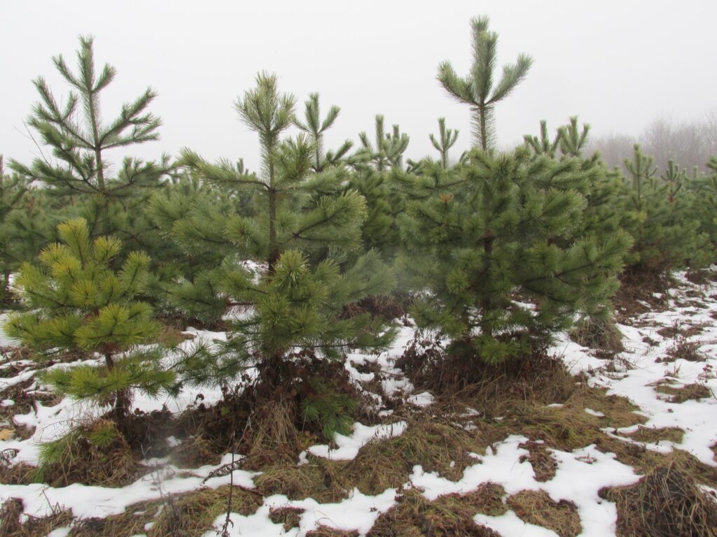 Купити ялинку у Дніпрі: лісгоспи оголосили старт продаж і ціни Купити ялинку у Дніпрі 2023 - Дніпро Регіон