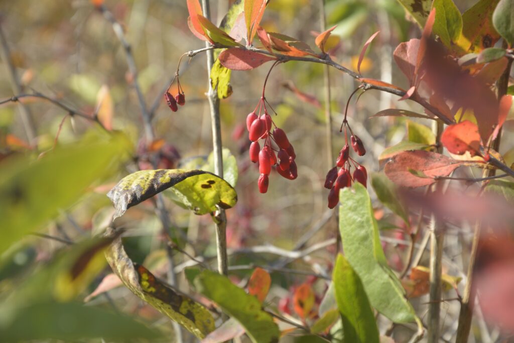 6 листопада – день пам’яті преподобного Луки: прикмети та заборони дня 6 листопада – день пам’яті преподобного Луки: прикмети та заборони дня