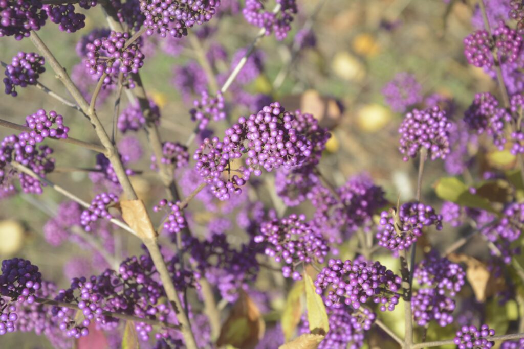 1 листопада – день святих безсрібників Косьми і Даміана та матері їх Феодотії: прикмети та заборони дня 1 листопада – день святих безсрібників Косьми і Даміана та матері їх Феодотії: прикмети та заборони дня