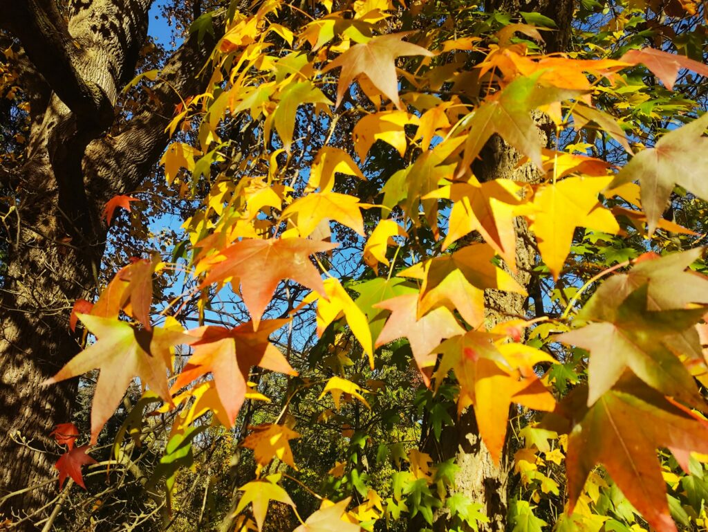 10 листопада – день святого Ореста: прикмети та заборони дня 15 листопада – день преподобного Паїсія Величковського: прикмети та заборони дня