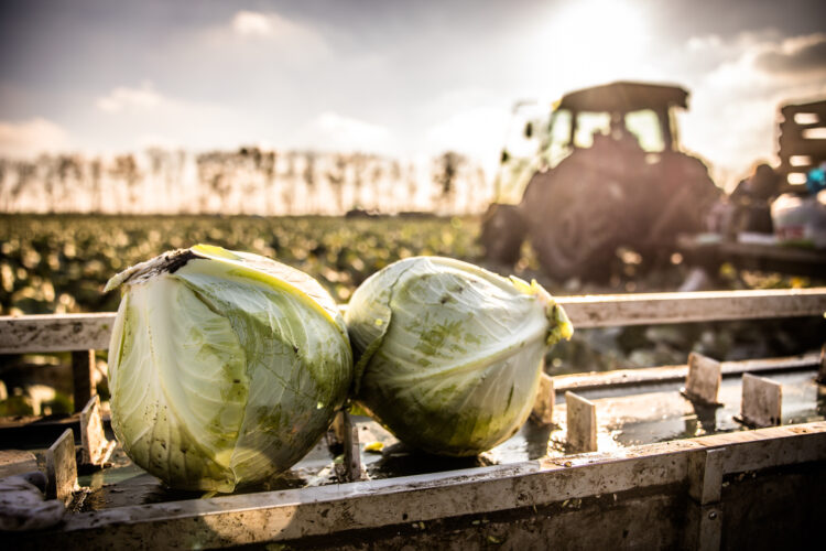 Будемо з борщом: на Дніпропетровщині аграрії зібрали рекордний врожай овочів