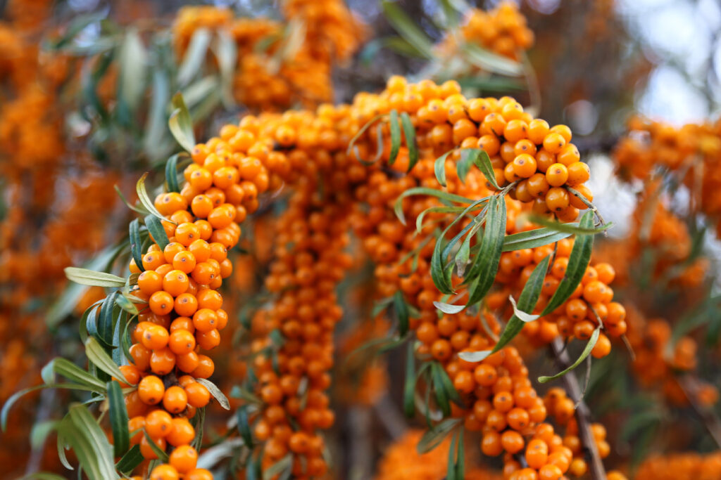 Обліпиха: користь та шкода для організму Обліпиха: користь та шкода для організму