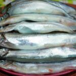 Мойва – що це за риба: користь та шкода для організму людини