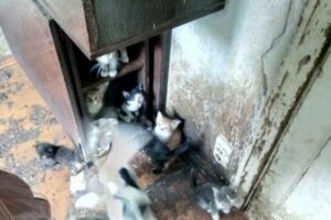 Брудні, голодні і нещасні: на Дніпропетровщині після смерті господаря в квартирі лишилися 23 коти і 3 собаки