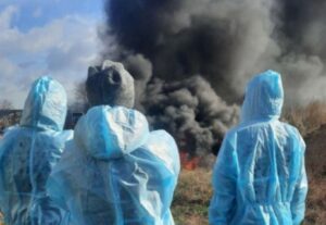 У Дніпропетровській області випалюють ферми та загони через африканську чуму свиней