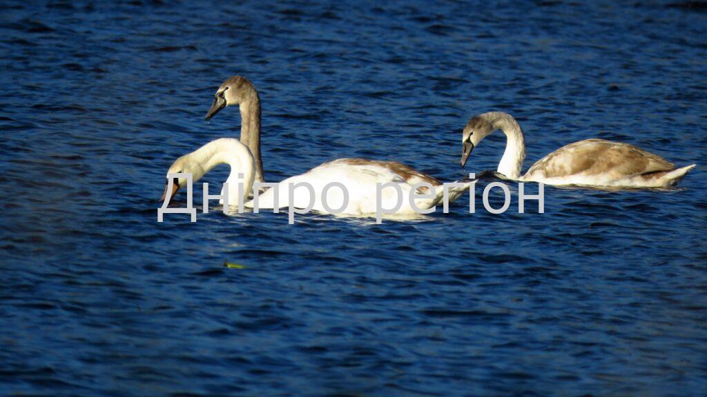 12 грудня – день Спиридона Чудотворця: прикмети та заборони дня 12 грудня – день Спиридона Чудотворця: прикмети та заборони дня
