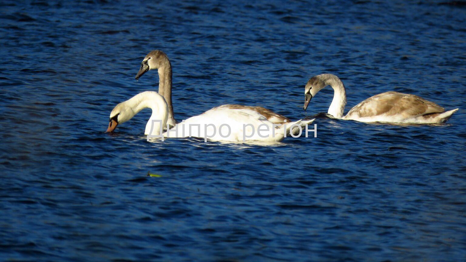 12 грудня – день Спиридона Чудотворця: прикмети та заборони дня 12 грудня – день Спиридона Чудотворця: прикмети та заборони дня