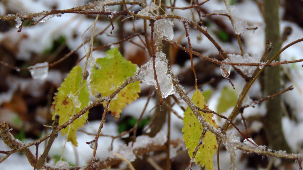 1 грудня – день пророка Наума: прикмети та заборони дня