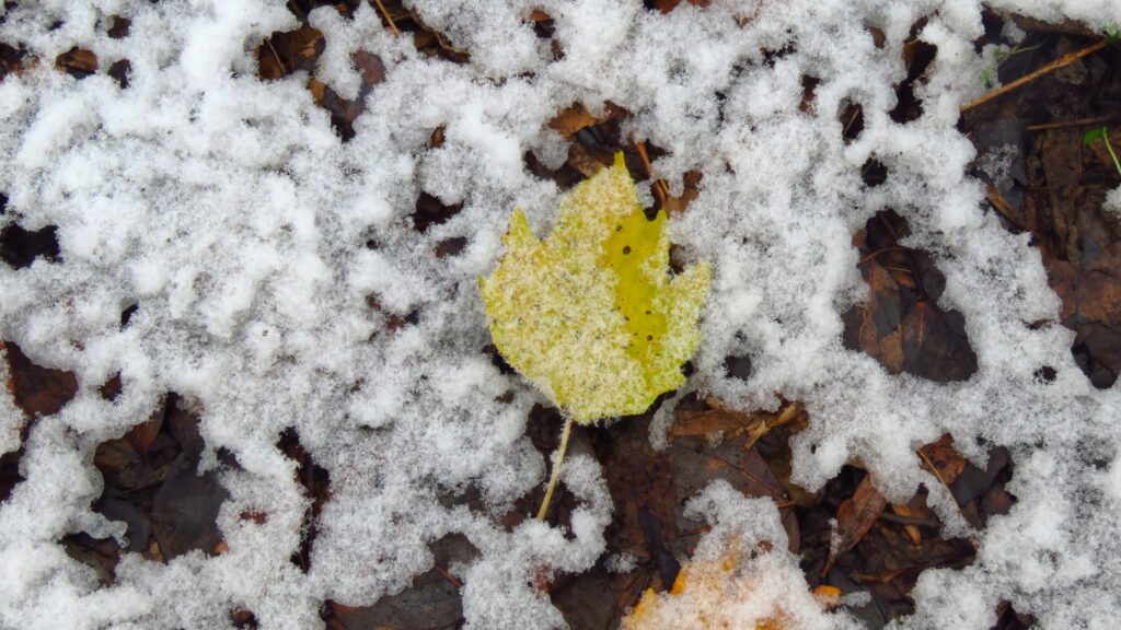 11 грудня – день преподобного Даниїла Стовпника: прикмети та заборони дня