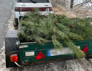 Під Дніпром патрульні зупинили авто з 10 «незаконними» ялинками: що загрожує порушникам