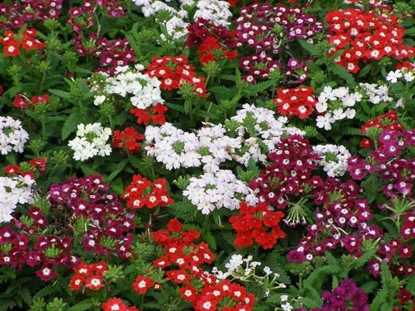 10 рослин, яких потрібно посіяти в грудні: дати та догляд, щоб отримати квітучий сад вже влітку