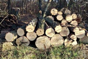 На Дніпропетровщині спіймали групу чорних лісорубів, які завдали збитків державі на пів мільйона гривень
