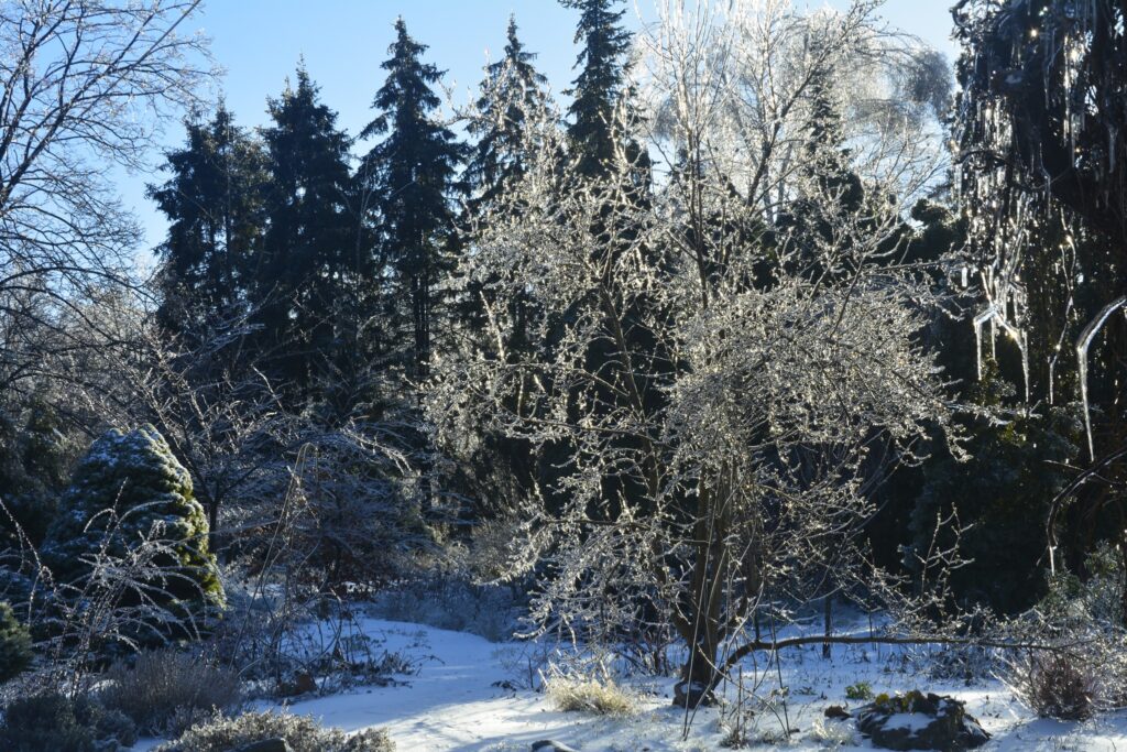Кришталева краса на Дніпропетровщині. Криворізький ботанічний сад перетворився на льодову казку