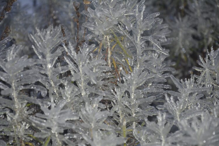 Кришталева краса на Дніпропетровщині. Криворізький ботанічний сад перетворився на льодову казку
