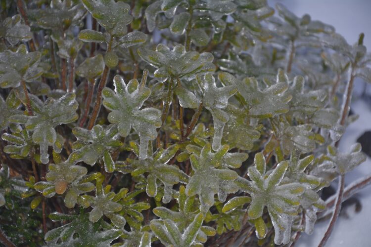 Кришталева краса на Дніпропетровщині. Криворізький ботанічний сад перетворився на льодову казку