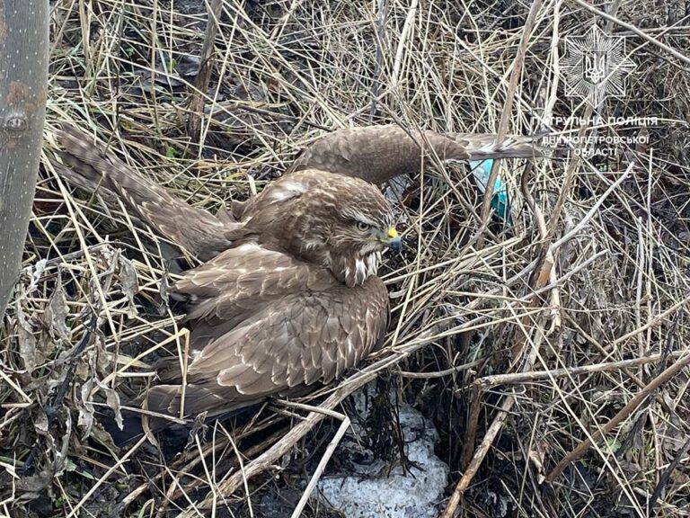 Патрульні врятували дикого птаха - Дніпро Регіон