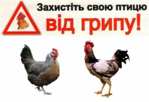 В Україні зареєстровано пташиний грип: жителів Дніпропетровщини попереджають про небезпеку