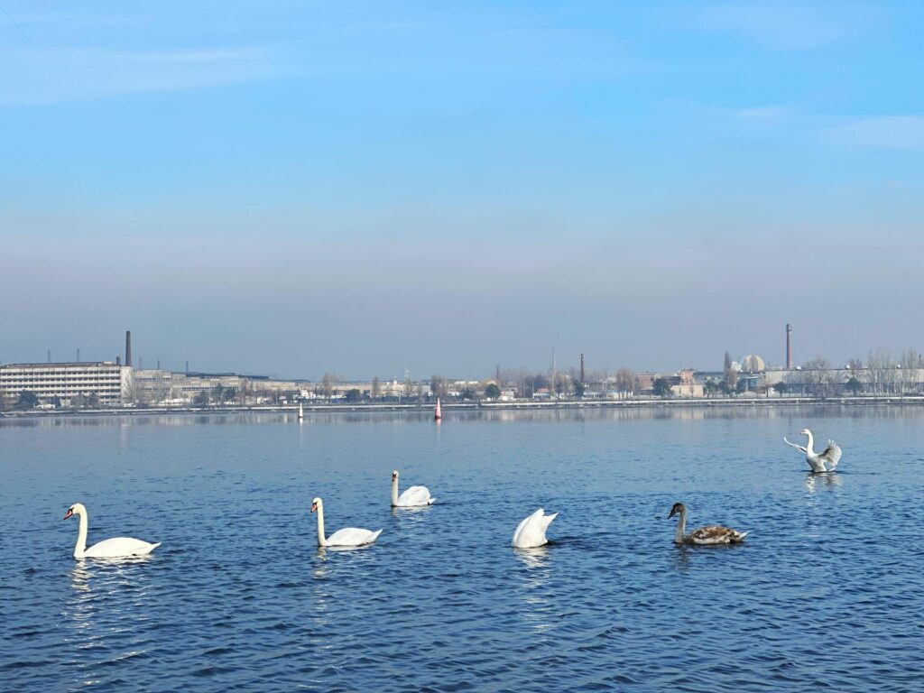 У Дніпрі біля Монастирського острову помітили зграю білих лебедів