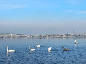 У Дніпрі біля Монастирського острову помітили зграю білих лебедів