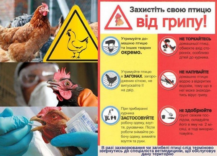 Пташиний грип в Україні - Дніпро Регіон 