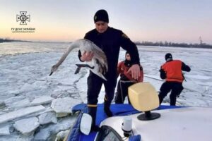 У Дніпрі водолази ДСНС врятували двох лебедів, які застрягли у кризі