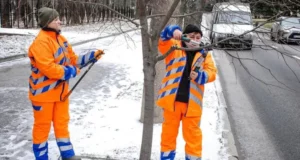 У Дніпрі почали роботи з формування крон дерев: навіщо потрібно