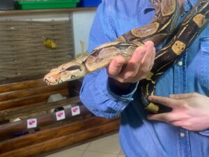 Імператорський удав одужує у Дніпрі: військові з Донеччини врятували екзотичну змію