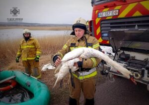 У Дніпропетровській області врятували лебедя із крижаної пастки