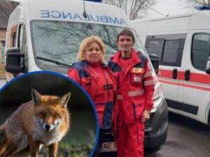 Напад лисиці на Дніпропетровщині: медики б’ють на сполох через міграцію диких тварин