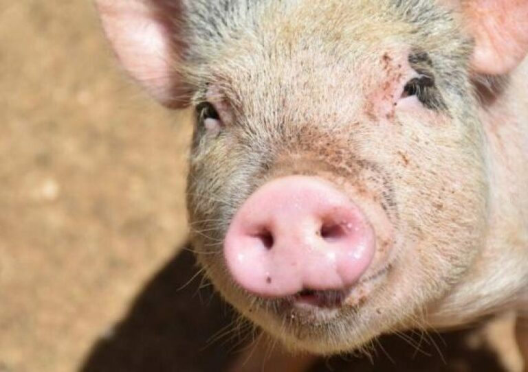 На Дніпропетровщині виявлено випадок африканської чуми свиней - Дніпро Регіон